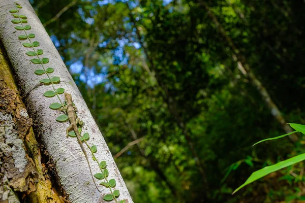 Brown-headed Lizard es una especie de camaleón nativo de Tailandia. —  Fotos de Stock