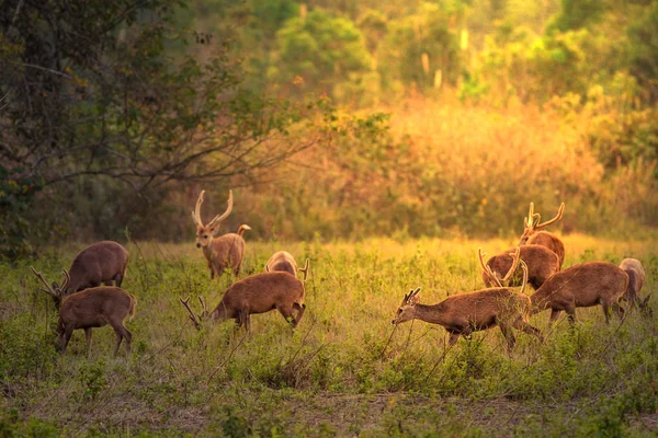 Mulk Kramang Chaiyaphum Eyaleti, Thailan aile günbatımı geyik — Stok fotoğraf