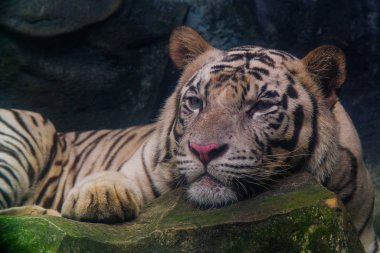 Beyaz kaplan kayaya baktı..