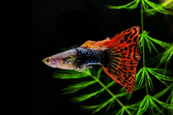 Guppy Multi Color de pescado sobre un fondo negro con algas verdes . Imagen de stock