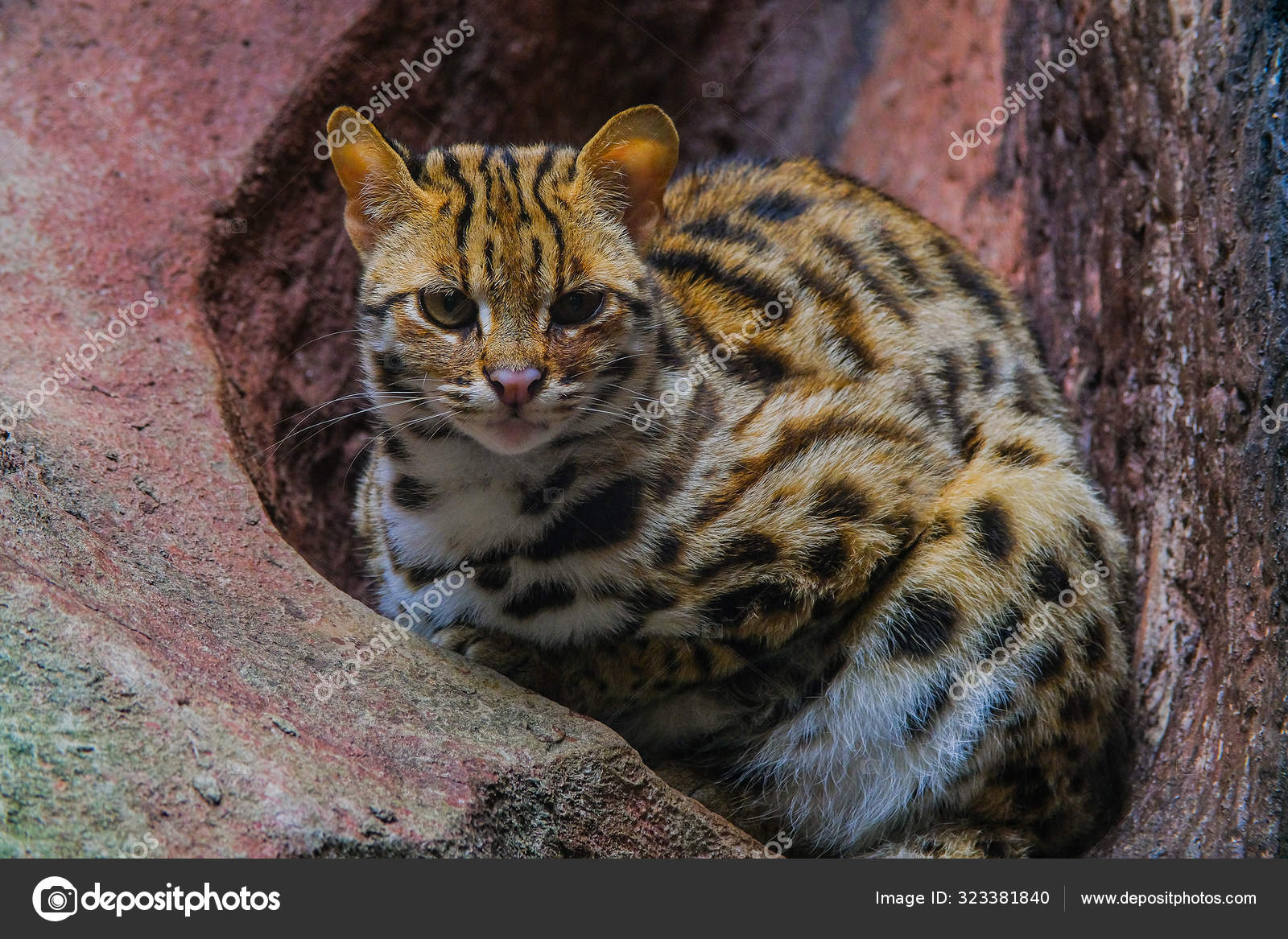 Animal Portrait Visayan Leopard Cat For Sale 69 Peso Cat Royalty