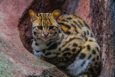 Leopard cat (Prionailurus bengalensis)Looking on a rock with lig clipart
