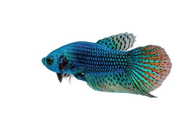 Siamesischer Kampffisch betta mahachaiensis — Stockfoto