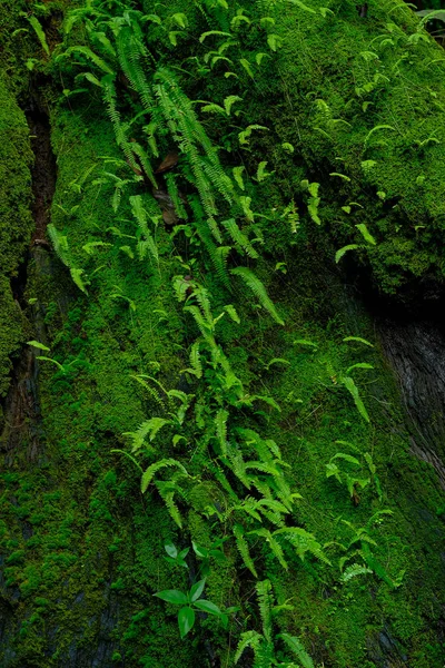 Helechos y musgo en la base de un árbol en la selva tropical — Foto de Stock