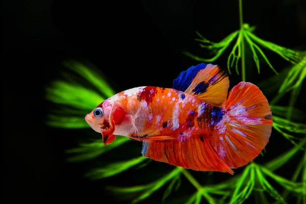 Peces siameses luchando sobre un fondo negro con algas verdes Imagen de stock