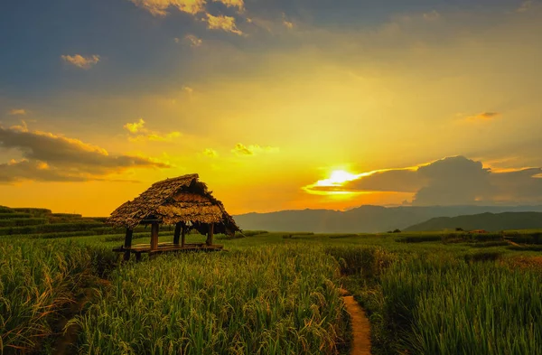 Вид на зеленое рисовое поле с террасой в Па Понг Пьенг  , — стоковое фото