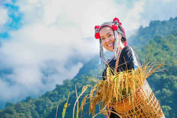 Una hermosa granjera con paja en campos de arroz en el norte de Th Imágenes de stock libres de derechos