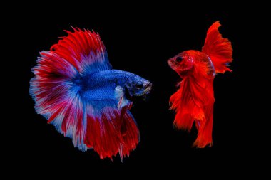 Savaşan çok renkli siyam balığı (Rosetail) (Yarım Ay), dövüş 