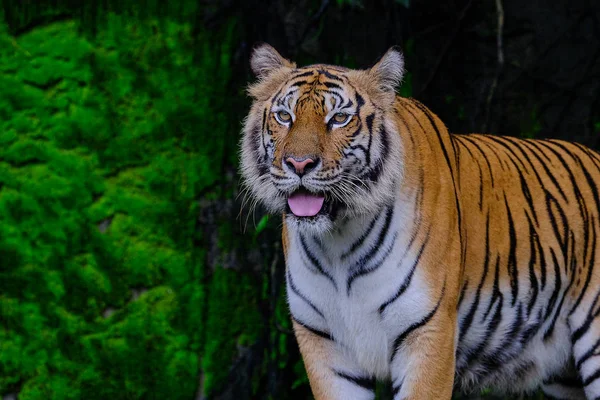 Schöne bengal tiger green tiger im wald zeigen natur. — Stockfoto