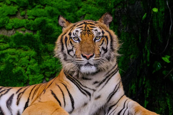 Güzel Bengal kaplanı ormandaki yeşil kaplan doğayı gösterir.. — Stok fotoğraf