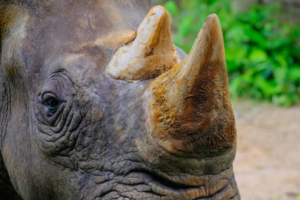Rhino hoorn zoogdier close-up in de dierentuin — Stockfoto