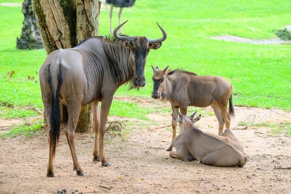 Wildebeest azul (Connochaetes taurinus) en el zoológico — Foto de Stock