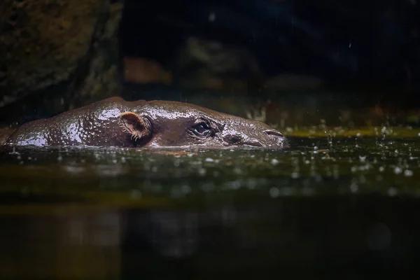 A common hippopotamus peers out the green waters at eye level (H — ストック写真