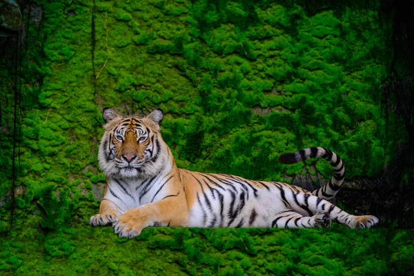 Güzel Bengal kaplanı ormandaki yeşil kaplan doğayı gösterir.. — Stok fotoğraf