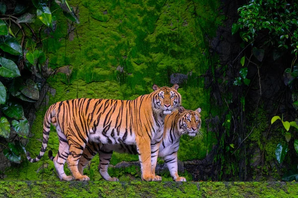 Mooie Bengaalse tijger groene tijger in het bos tonen de natuur. — Stockfoto