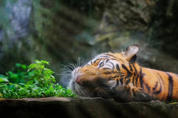 Hermoso tigre de Bengala tigre verde en el bosque mostrar la naturaleza . Imagen de stock