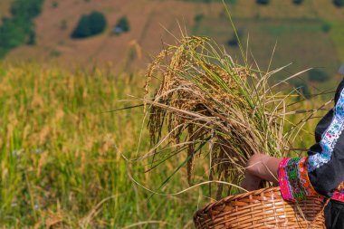 Kuzey Th 'deki pirinç tarlalarında samanla güzel bir çiftçi kızı