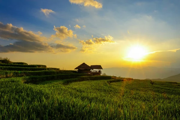 Solnedgång i risfält med ljus lysande, PA Pong Piang Rice terr — Stockfoto