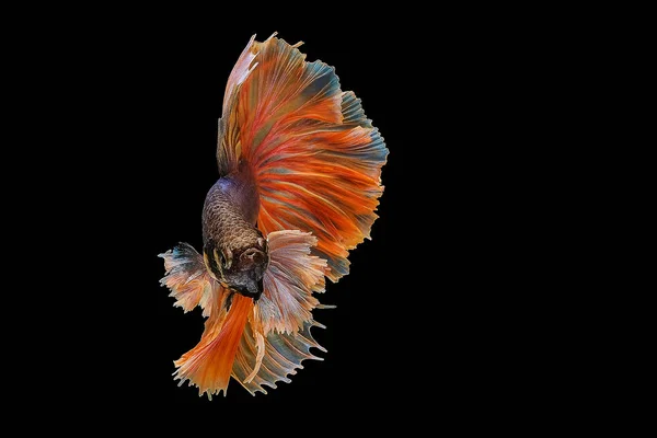 Оранжевая сиамская Бетта сражается с рыбой на черном фоне . — стоковое фото