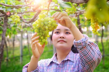 bir avuç üzüm arayan genç bir kadın