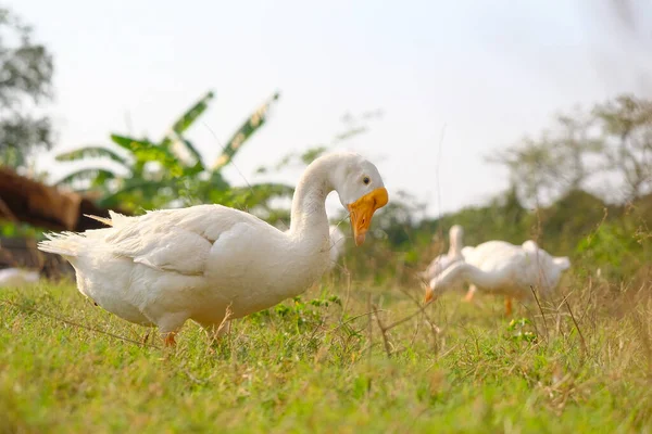 Seitenansicht Der Weißen Gans Auf Grünem Gras — Stockfoto