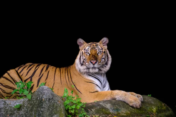 Portrait Tigre Tigre Bengale Thaïlande Sur Fond Noir — Photo