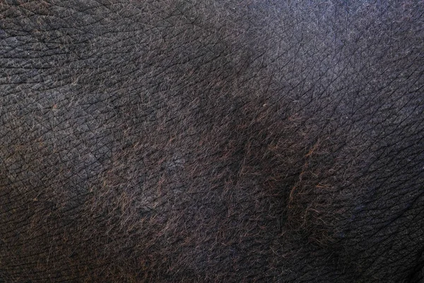 Surface Elephant Skin Background — Stock Photo, Image