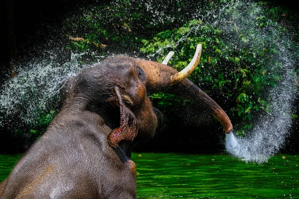 Tailandés Elefante Asiático Jugando Agua —  Fotos de Stock