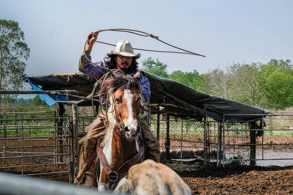 Cowboys Cavalo Estão Jogando Corda Para Pegar Vacas Rancho — Fotografia de Stock