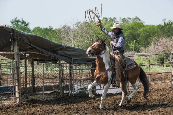 Cowboys Cavalo Estão Jogando Corda Para Pegar Vacas Rancho — Fotografia de Stock