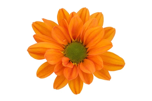 白色背景的橙色菊花顶视图 — 图库照片