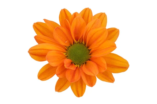 Top View Orange Chrysanthemums White Background — Stock Photo, Image