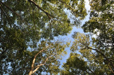 Mavi gökyüzü ile geniş ağaç dalları açısı