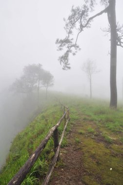 Çam ormanındaki uçurum sisle kaplıdır.