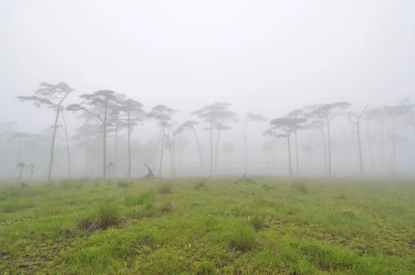 霧に覆われた松林 — ストック写真