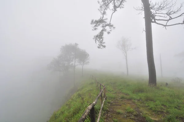 Urwisko Sosnowej Pokrywie Lasu Mgłą — Zdjęcie stockowe