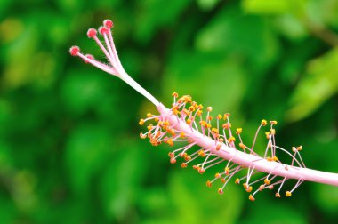 Çiçek polenine yakın