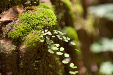 Ormanın derinliklerinde yosun
