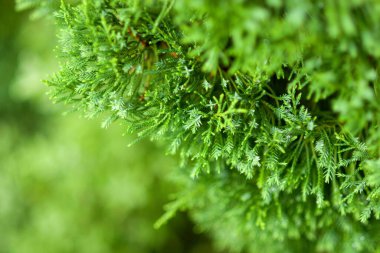 Çam ağacına yakın