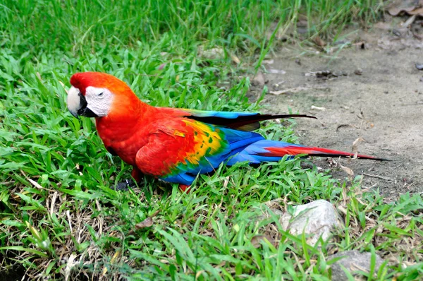 Guacamayo Colorido Caminar Campo Hierba — Foto de Stock