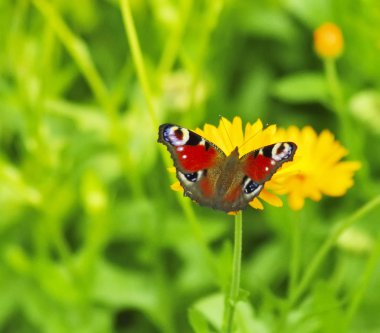tavuskuşu kelebeği bir çiçeğin üzerinde 