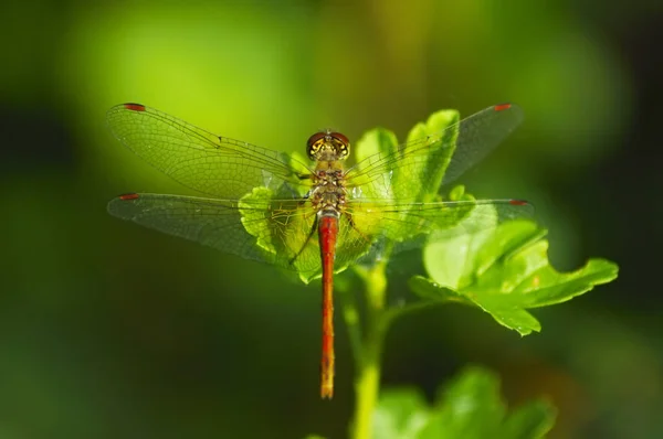 Libélula em folhas verdes macro — Fotografia de Stock