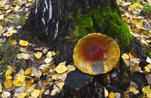 Outono amanita no toco de madeira — Fotografia de Stock