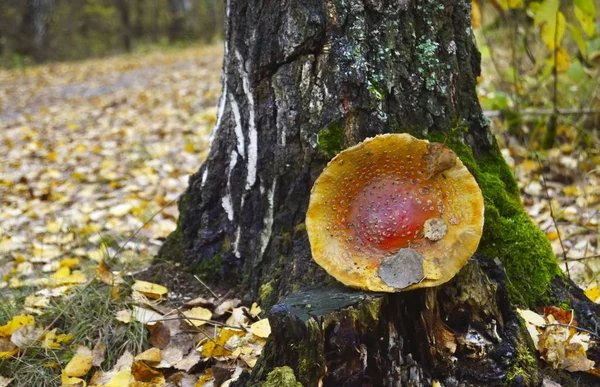 Осенний гриб и опадающие листья — стоковое фото