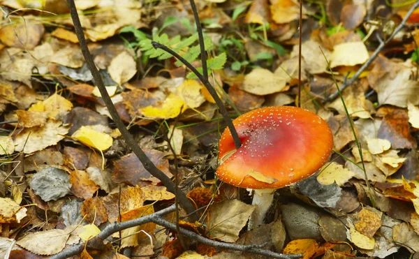 Roter Pilz und abgefallene Blätter — Stockfoto