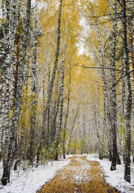 Birch ormanı. İlk kar.