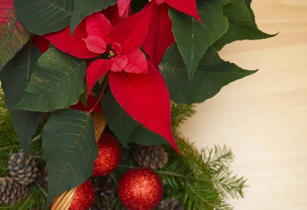 Poinsettia vermelha - um símbolo de férias de Natal — Fotografia de Stock