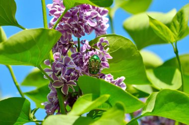 Leylak üzerinde zümrüt böceği