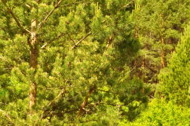 çam ormanı geçmişi