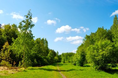 Yaz manzara orman glade ile